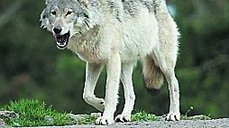 En förvaltningsplan för varg finns redan men nu har Naturvårdsverket även tagit fram planer även för björn, järv, lo och kungsörn.
