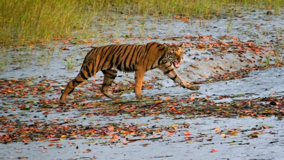 En tiger som under en tid attackerat och dödat människor i närheten av ett tigerreservat har dödats av indisk polis. Arkivbild.