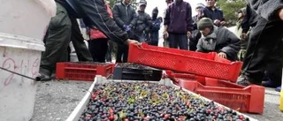 Thailändska bärplockare får hjälp