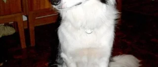 Hundägare efterlyses