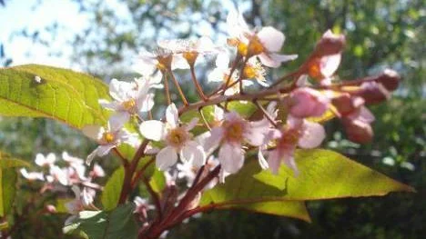 Näsudden, Öjebyn, där stod blodhäggen i sin fulla blomsterprakt den 30 maj