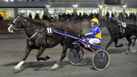 Också en Vinnare. Moe Njord, Per Gustafsson, blev hemmasegrare i V65-4.Foto: Andreas Wälitalo