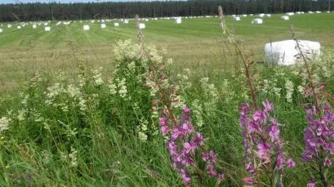 Sommarvy från Lillpite