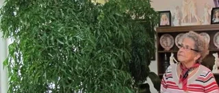 Ebbas lilla eukalyptus har blivit ett träd