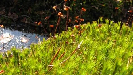 Björnmossetuvan med sina sporkapslar blir skimrande grön i den härliga vårsolen den 24 april i skogen längs Björkbergsvägen.