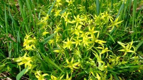 Blommande vårlök på ängsbacke, Östanbäck i Hortlax.