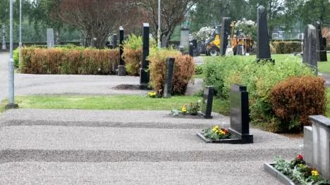 De bruna buskarna på kyrkogården i Öjebyn har inte blivit sjuka eller besprutade, utan har råkat ut för litet för mycket salt.