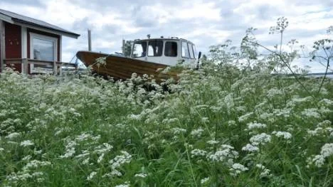 "Landkrabba" stannar upp på sommarängen i stället.