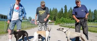 Hundarna gör upp på Kanis