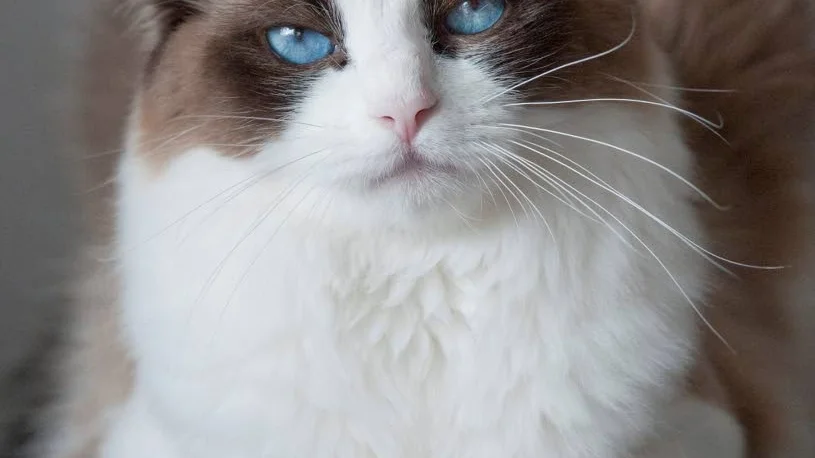 Toppenkatt. År efter år - ”trasdockan”.