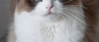 Ragdoll ohotad etta