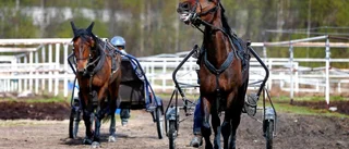 Flera stora V75-vinster till länets spelare