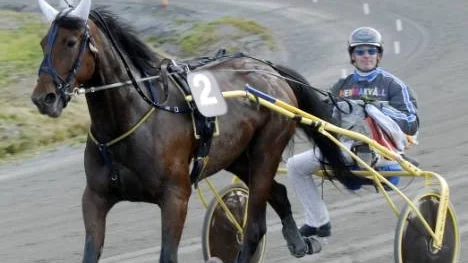 En enda piteägd och pitetränad häst fick äran att segerdefilera . Det var Tiffany Evans med John Östman i sulkyn som med en kanonspurt över upploppet avrundade V75-dagen med att vinna det allra sista loppet. FOTO: Nils  Widman