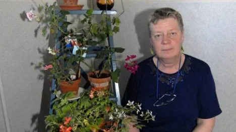 Pia Klockljung i Glommersträsk  är sedan länge drabbad av "pelargonbacillen".  "En mycket spännande blomma", säger Pia som här visar upp några i sin samling.