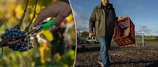 Nu skördas druvorna som ska bli Uppsala-bubbel • "Europas nordligaste vingård"