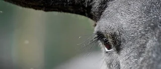 Körde på älg – smet från platsen