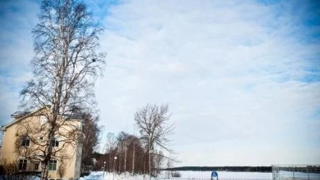FÄLLA? Livet  kan vara lite kvistigt. Det handlar om lagmannen vars yrkesliv ju handlar en del om att fälla. Men hemma på tomten får han inte göra som han vill med en  björk som skyddas av plan och bygglagen. Här den stora björken i utkanten av Erik Graeskes tomt på Gültzauudden I Luleå.
