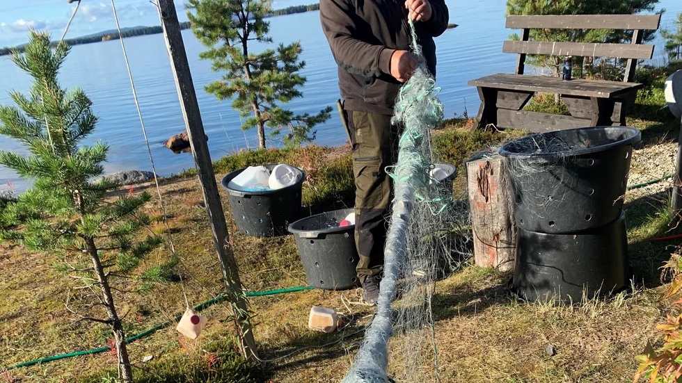 Tjorv från en öring.