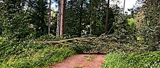 Risk för nedblåsta träd: "Föll ett steg framför mig"