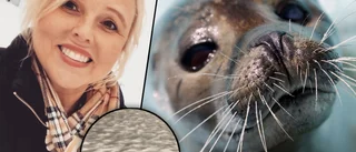 Säl fångades på film i Trosaån – med braxen i munnen