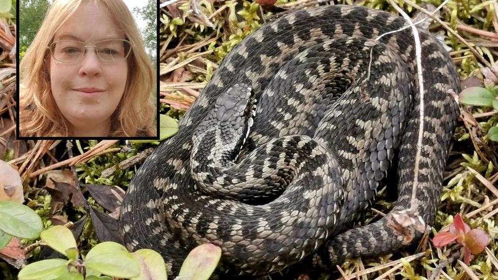 Vid Femöre har det redan gjorts flera observationer av huggorm. Kajsa Mellbrand, biolog på länsstyrelsen i Sörmland, berättar vad man ska tänka på om man stöter på en orm ute på en promenad. 