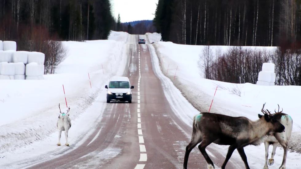 Vittnesbilden strax innan påkörningen av den vita renen som står mitt på vägen. Händelsen inträffade i början av mars i år.