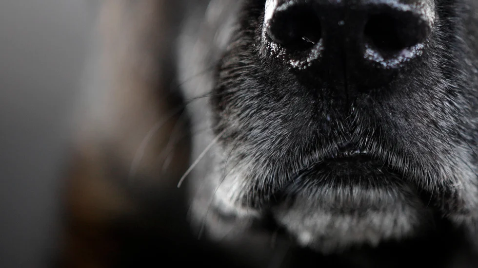 Hundarna som omhändertogs hade avföring i pälsen. Hunden på bilden har ingenting med hundarna i artikeln att göra. 