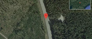 Hjort på vägen på väg 55