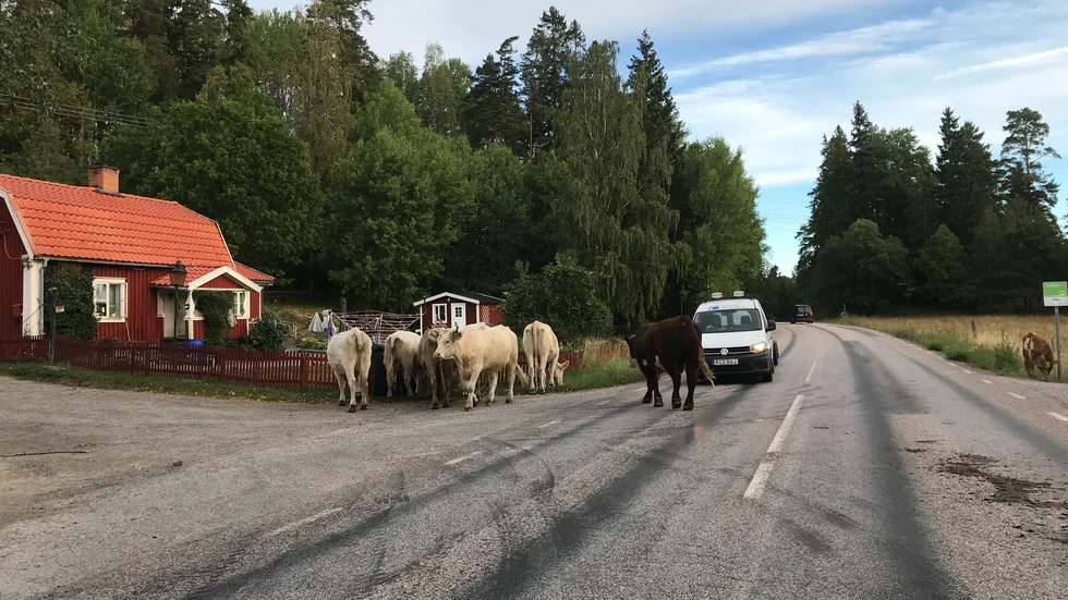 Djuren gav sig ogenerat ut på vägen och hindrade trafiken.