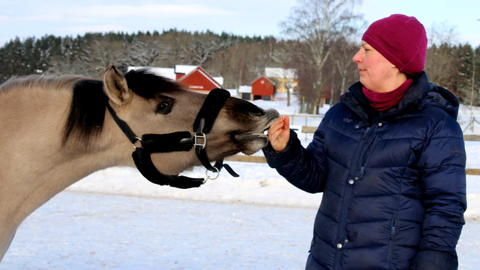 Ponnyn Tola demonstrerar för ägaren Anna Andersson hur en häst kan kela via munnen genom att mjuknafsa en person den tycker om.