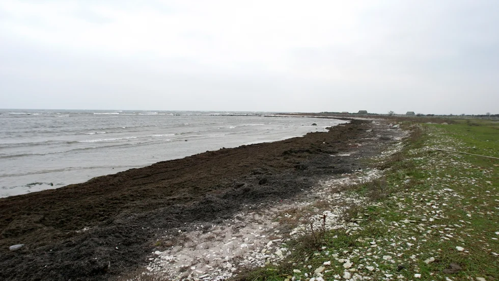Släke på gotländsk strand. 