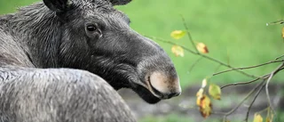 Inte konstigt att älgarna blir närgångna