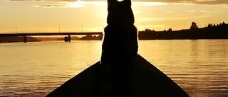 Och längst fram i fören satt det en hund         
