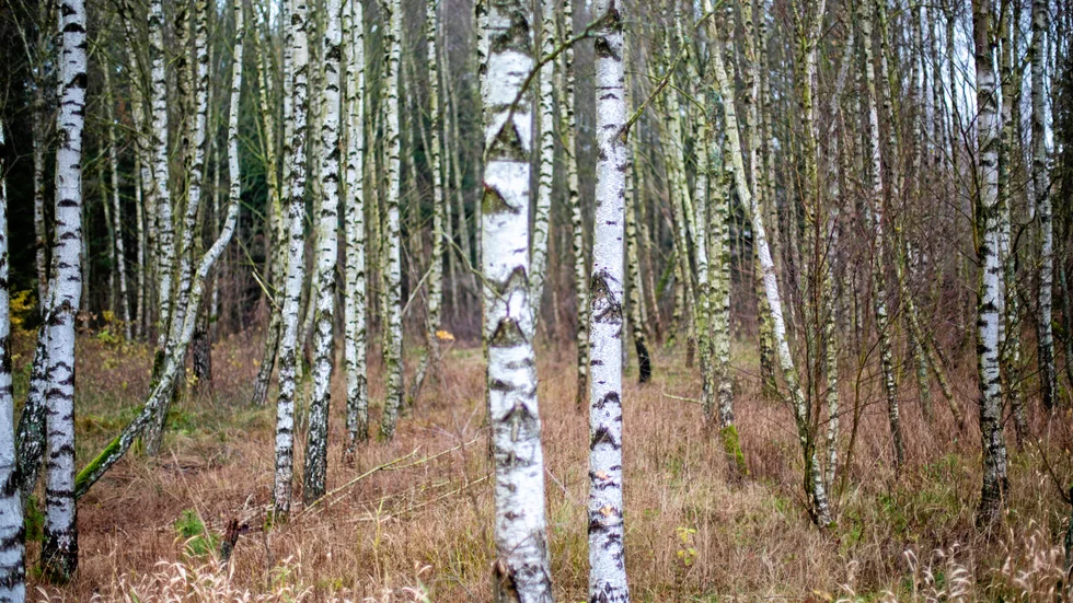 En skogsägare i Arjeplog som hellre har självföryngrad björk än tall på sitt hygge får nu betala vite till staten. Träden på bilden är från ett annat område.