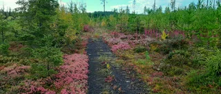 Höstdag i Tornedalen          
