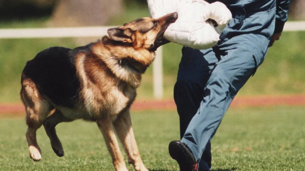 En kvinna har anmält att hon attackerats av två schäferliknande hundar i Valla. Hunden på bilden är dock en polishund som inte har med saken att göra.