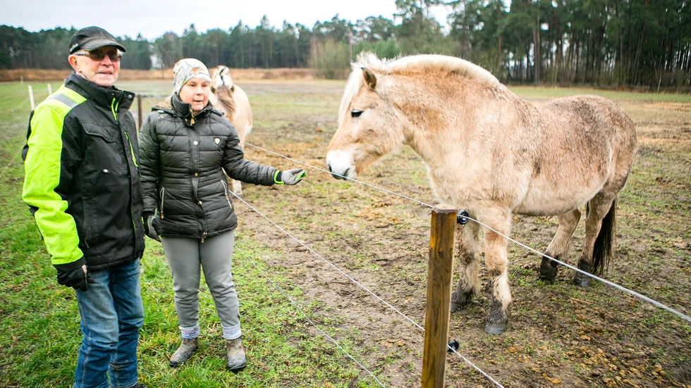 Leif och Christina Engman har 33 fjordhästar i hagarna vid Knuts i Väskinde. De firar nyårsaftons tolvslag tillsammans med hästarna i hagen.