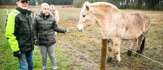 De firar nyår i hagen för att lugna sina hästar