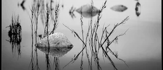 Gotlands Fotoklubb            