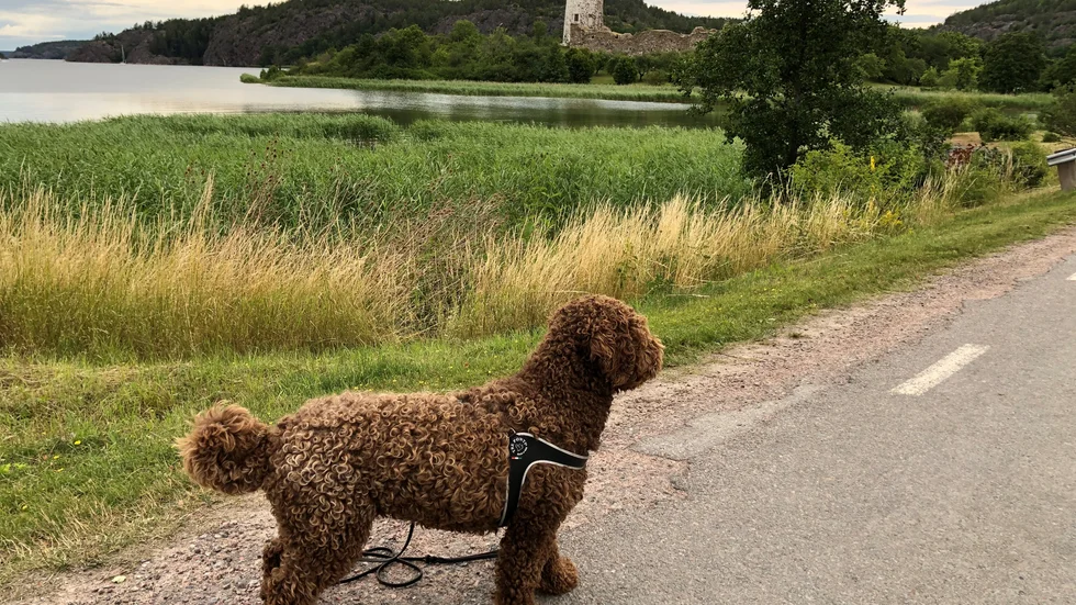 Tilly på promenad i Stegeborg. 