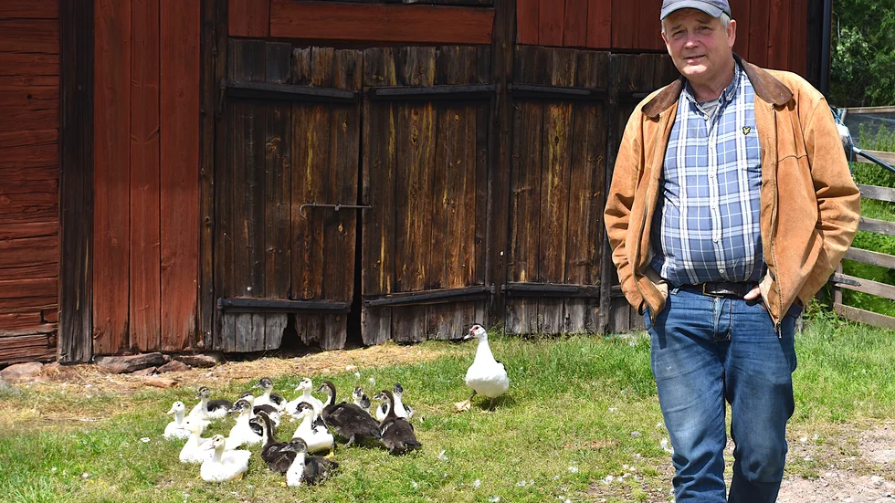 Olle Hollertz med sina myskankor, en del i hans strävan mot att bli självförsörjande.