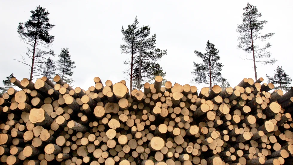 Ska skogen enbart vara en plats för produktion av virke? Skribenten är kritisk till plantering av contortatall.
