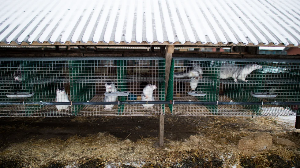 En minkfarm i Blekinge hotas med vite. Arkivbild.