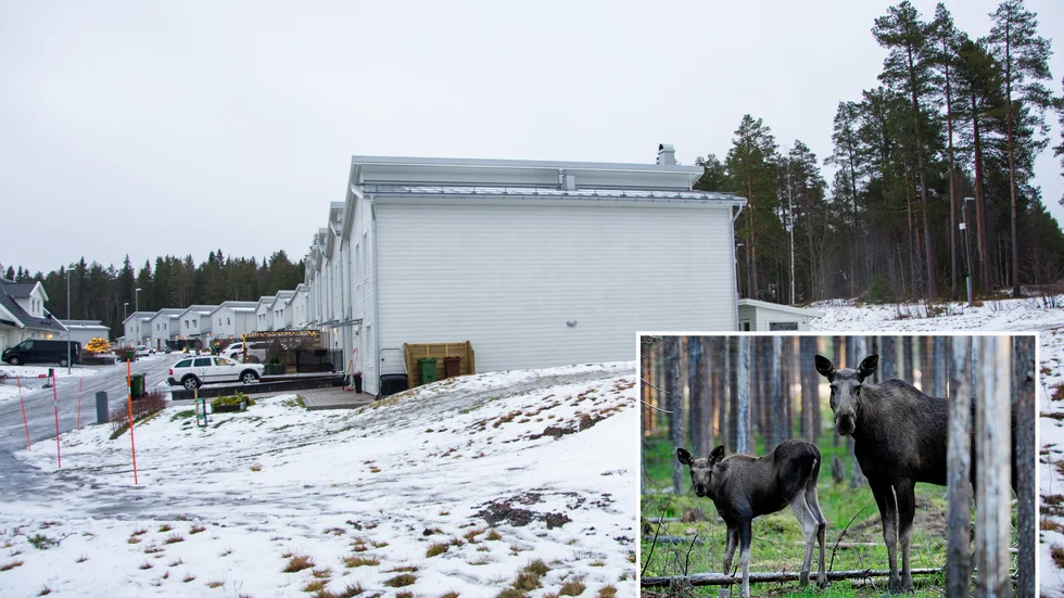 I villaområdena på Kronan kommer två älgar på ständiga besök och syns knappt när mörkret kommer tidigt på eftermiddagarna något som skapar obehag bland de boende. 