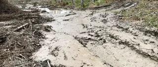 Avverkningen i Hedlandet: "Naturreservatet förstört"