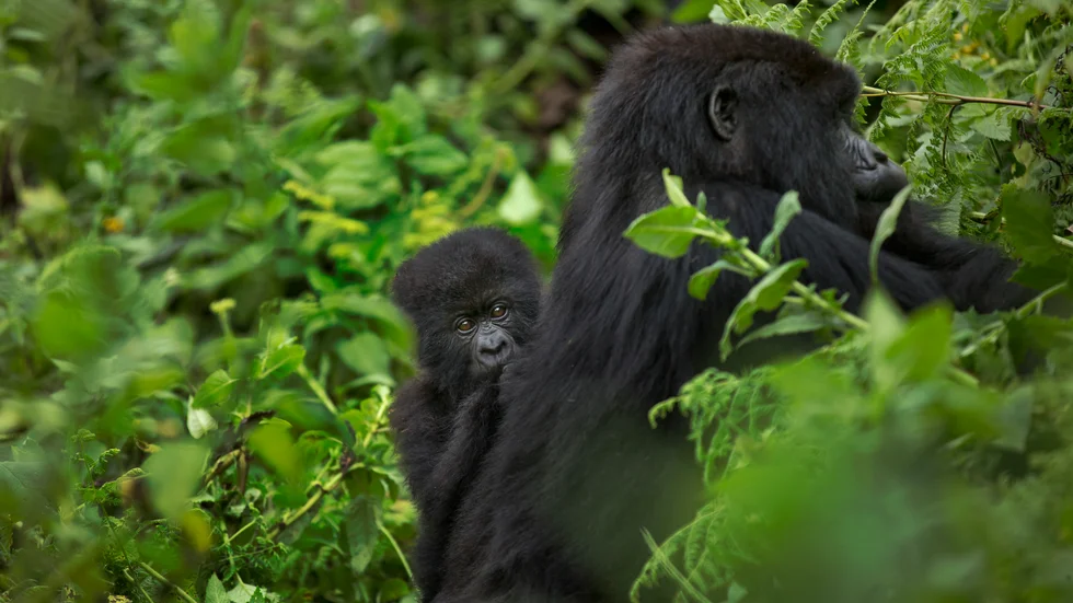 Bergsgorillor. Arkivbild.