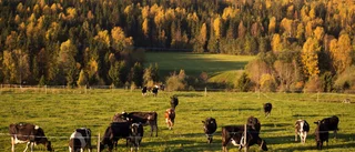 Fler betande djur är bra för biologisk mångfald