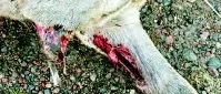 Skadeskjutet  
rådjur lämnades  
utan eftersök