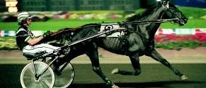 Päls-Bruno har köpt en ny hingst