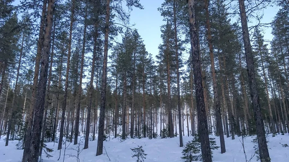Nej tack till naturreservat. Arvidsjaurs kommun anser att istället för att bilda nya reservat, bör skötsel av redan befintliga öka.
